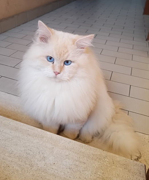 Have you seen my cat?