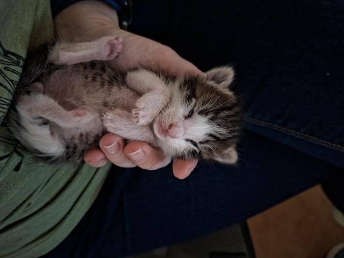 Smallest criminal apprehended for illegal levels of cuteness