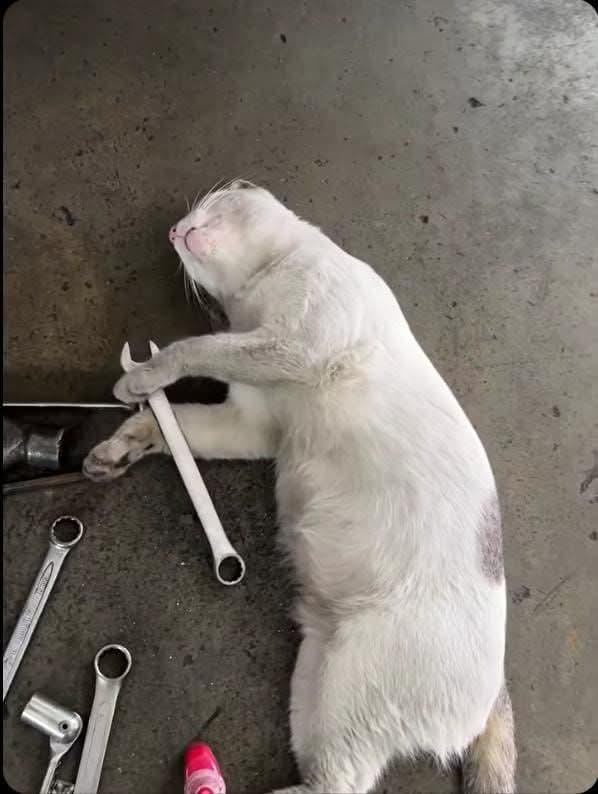 Hardest worker in the garage