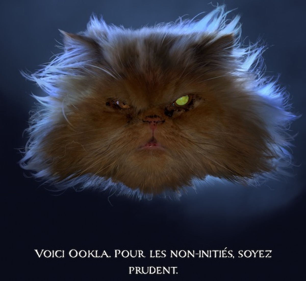 Speedtest un Easter egg perpétue la légende du chat Ookla