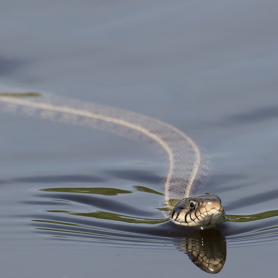 Swimming Snakes in Iowa USA Today