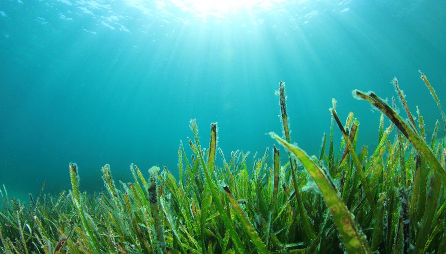 What Is the Role of Producers in an Ecosystem? Sciencing