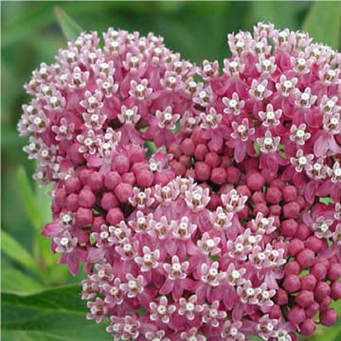 Asclepias Incarnata Milkweed Handmade Michigan