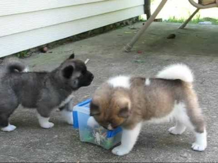 Adorable Healthy Akita Puppies for Sale Handmade Michigan