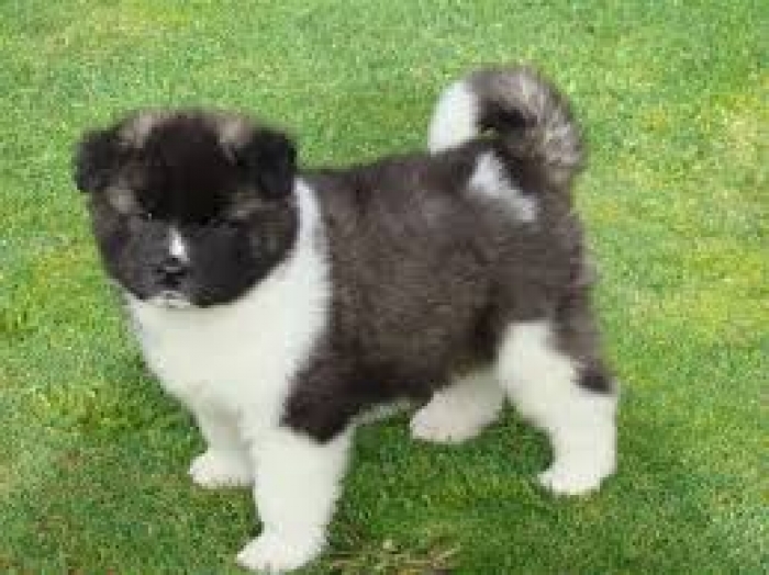 Adorable Healthy Akita Puppies for Sale Handmade Michigan
