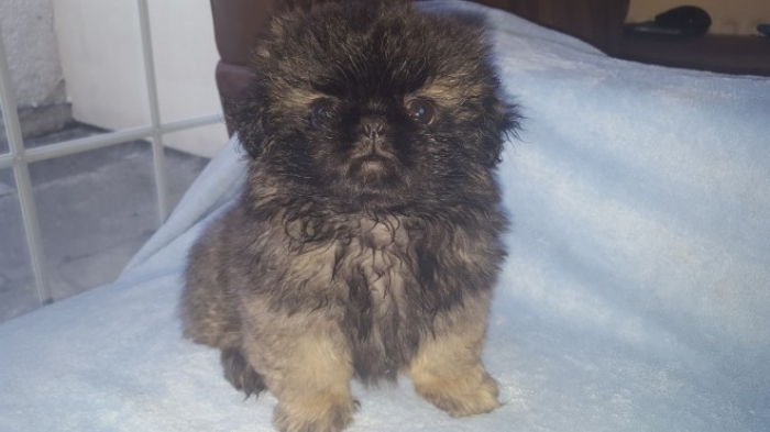 S.pekingese Puppies for Sale Handmade Michigan