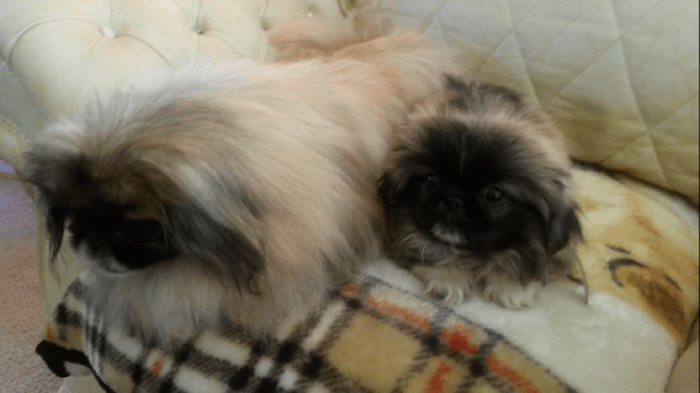 Pretty Pekingese Puppies for Sale Handmade Michigan