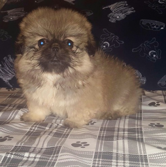 Ag.pekingese Puppies for Sale Handmade Michigan