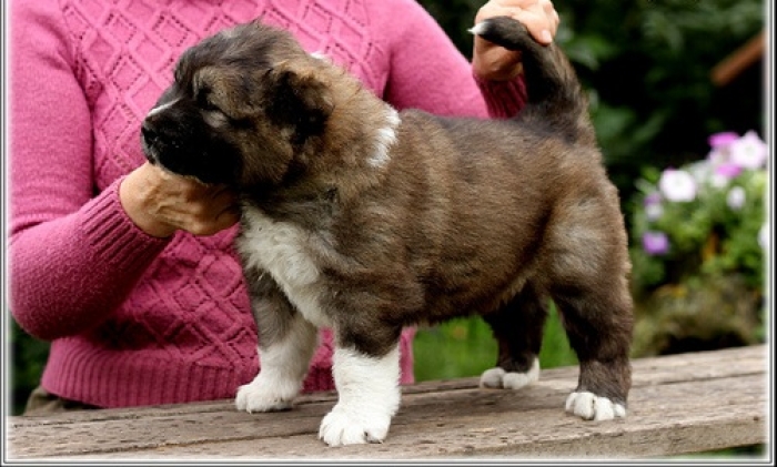 Caucasian Ovcharka Puppies for Sale Handmade Michigan