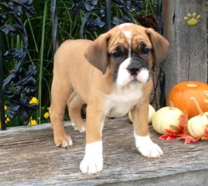 Beabull Puppies for Sale Handmade Michigan