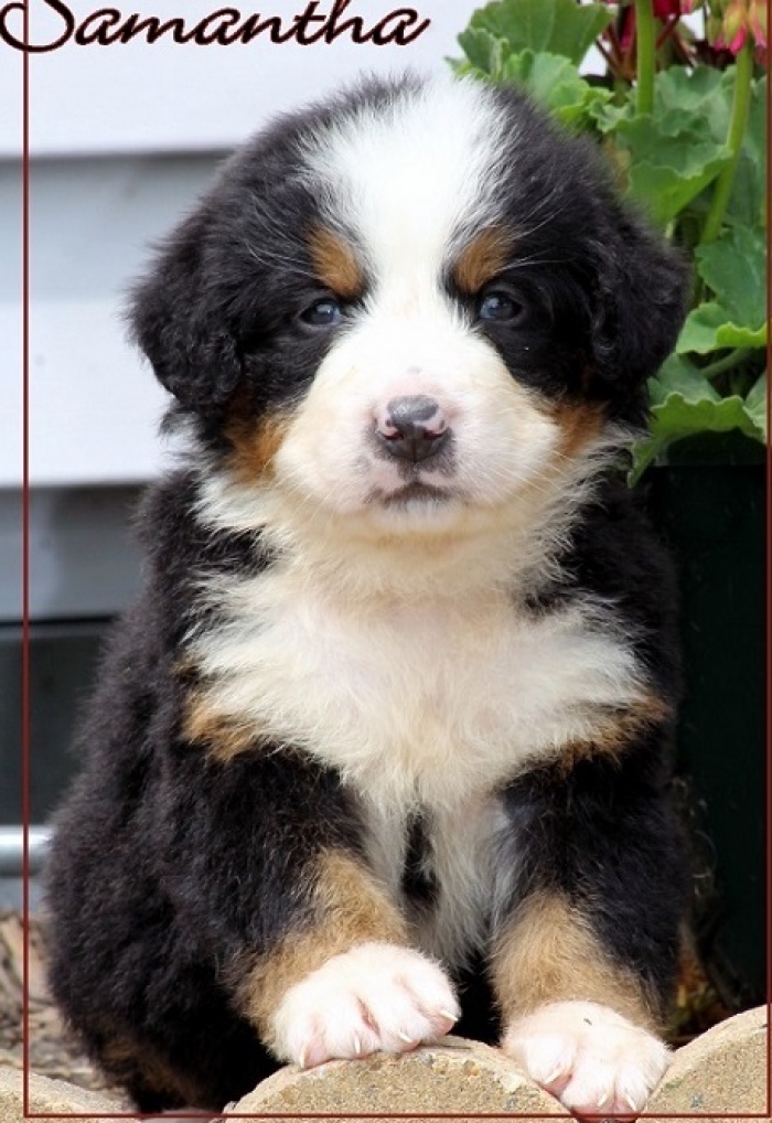 Bernese Mountain Dog Breeders Michigan Molly Bernese Mountain Dog