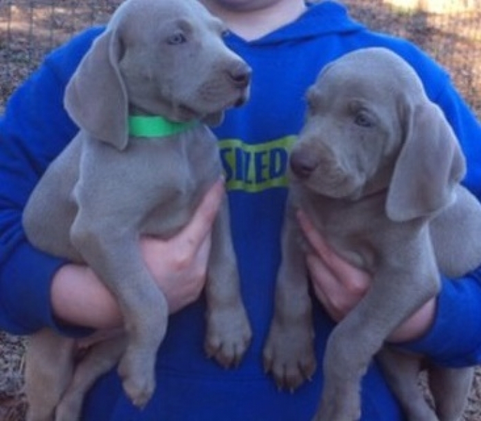 Luminous Weimaraner Puppies for Sale Handmade Michigan