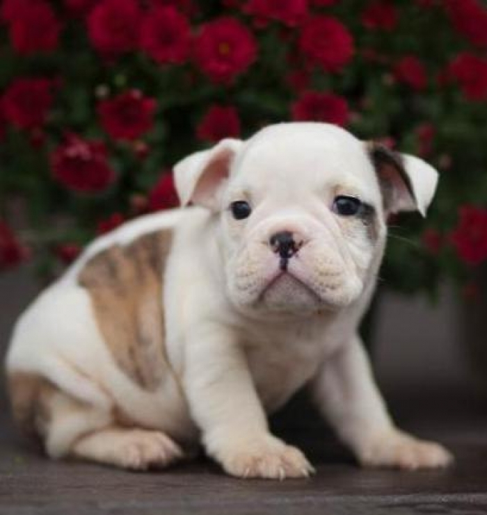 Winston English Bulldog Puppy for Sale Handmade Michigan