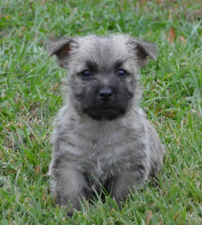 Companionable Cairn Terrier Puppies for Sale Handmade Michigan