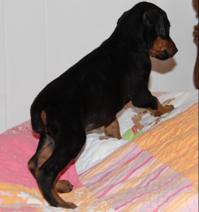 Distinct Doberman Pinscher Puppies for Sale Handmade