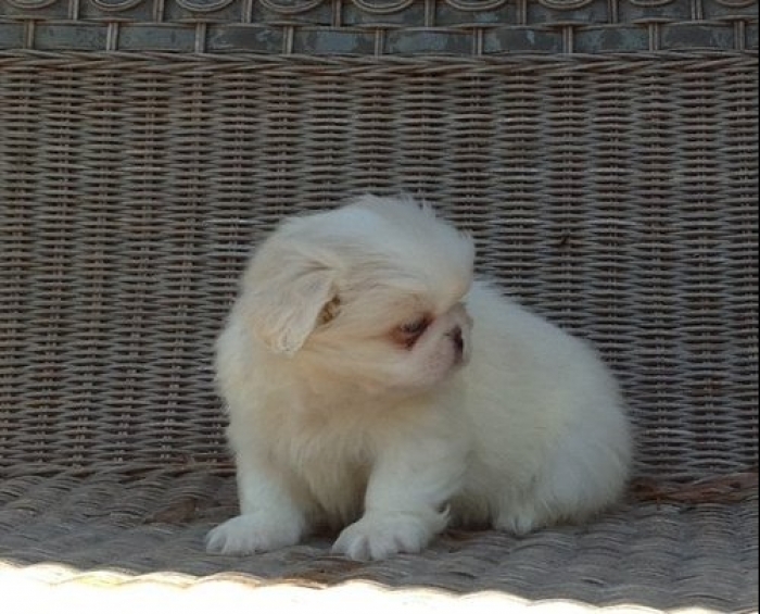 Golden Pekingese Puppies for Sale Handmade Michigan