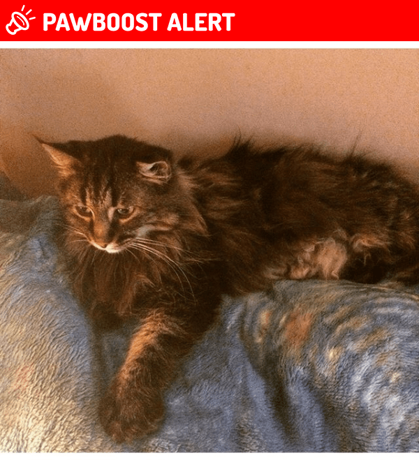 Lost Female Cat in Mount Albert, ON L0G 1M0 Named Tiffy (ID 4668184