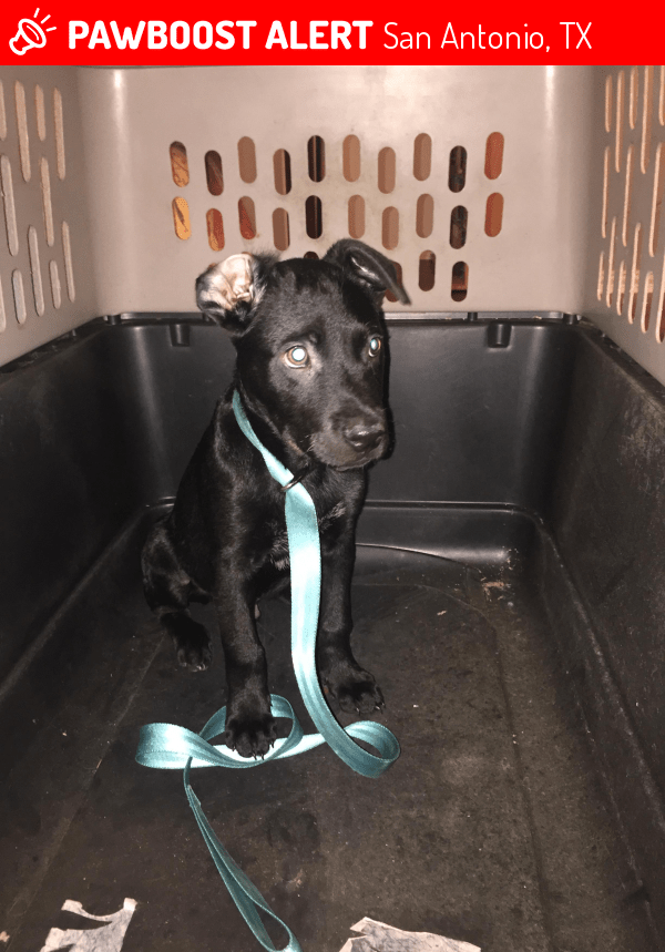 Found/Stray Male Dog in San Antonio, TX 78253 (ID 4673073) PawBoost