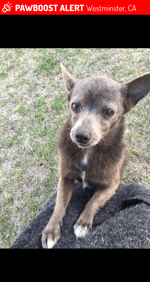 Lost Female Dog in Westminster, CA 92683 Named Jelly (ID 4689177