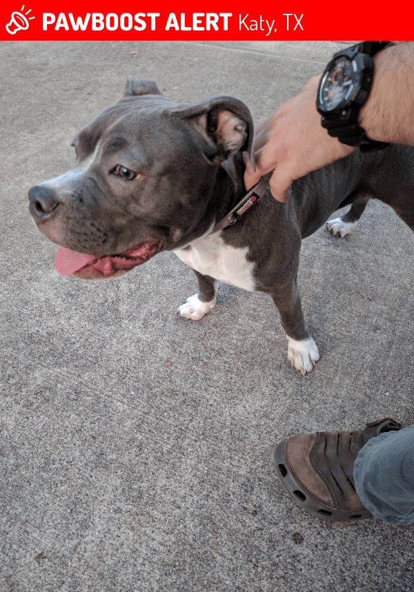 Found/Stray Female Dog in Katy, TX 77449 (ID 4689231) PawBoost