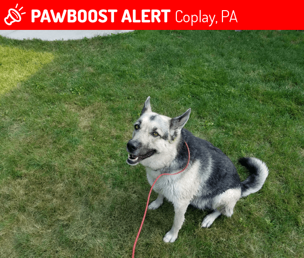 Coplay, PA Stray Female Dog Found Near Old Post Road, Coplay, PA PawBoost