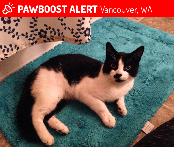Found/Stray Male Cat in Vancouver, WA 98661 (ID 4692079) PawBoost