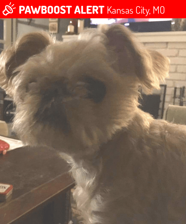 Lost Female Dog in Kansas City, MO 64116 Named Breezy (ID 4692351