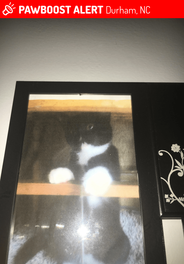 Durham, NC Lost Male Cat, Mittens Is Missing PawBoost