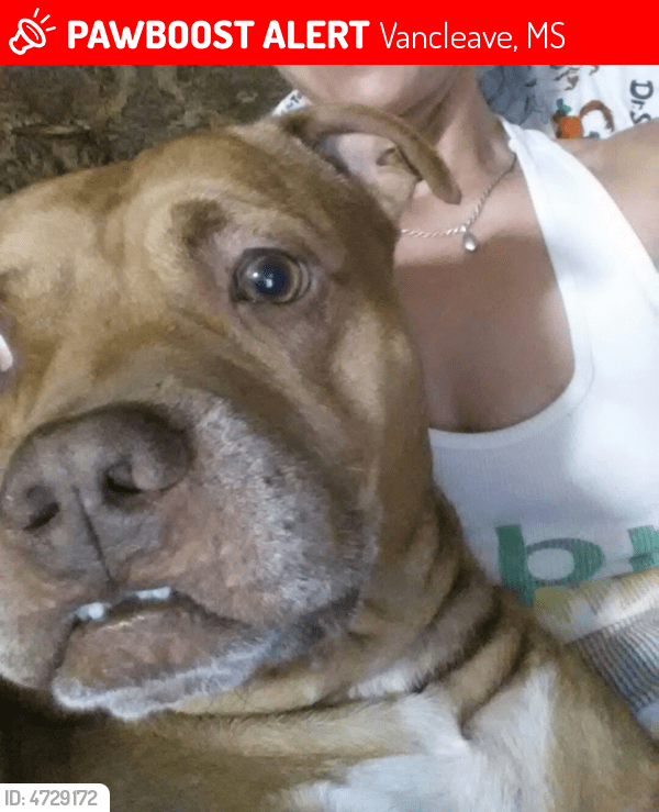 Lost Male Dog in Vancleave, MS 39565 Named Drew Brees (ID 4729172