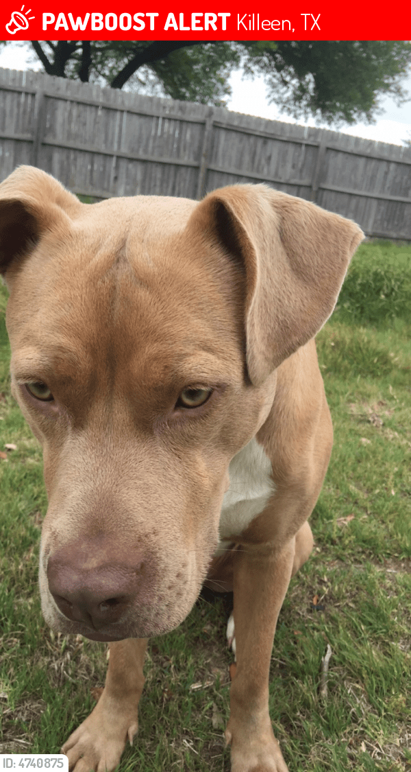 Lost Male Dog in Killeen, TX 76543 Named Bruce (ID 4740875) PawBoost