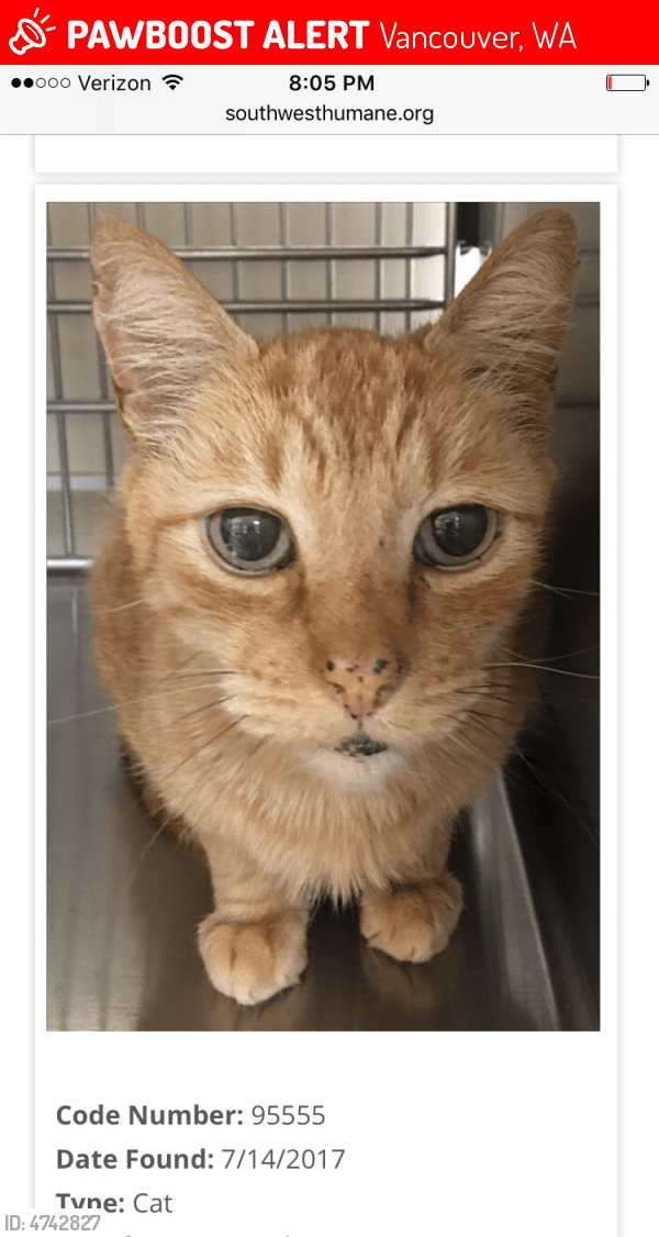 Lost Male Cat in Vancouver, WA 98682 Named Apollo (ID 4742827) PawBoost