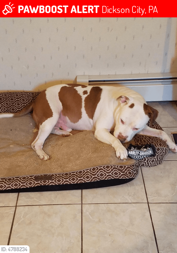 Dickson City, PA Lost Male Dog, Capone /pop Pop Is Missing PawBoost