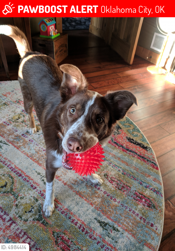 Lost Male Dog in Oklahoma City, OK 73107 Named Brisbe (ID 4984414