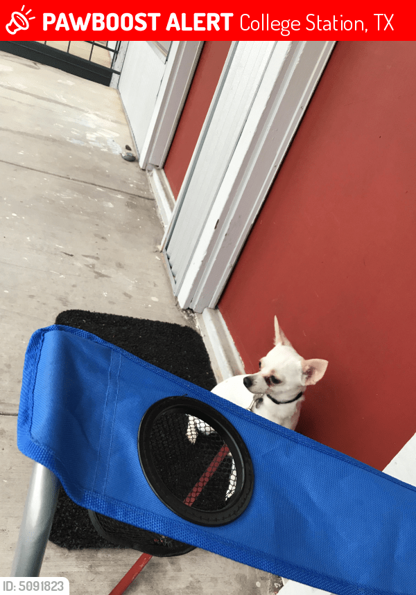 Lost Male Dog in College Station, TX 77840 Named Biscuit (ID 5091823