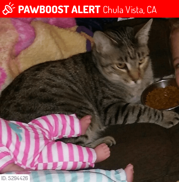 Lost Male Cat in Chula Vista, CA 91911 Named Tots (ID 5294426) PawBoost