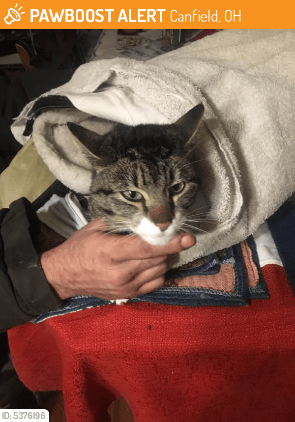Canfield, OH Stray Female Cat Found Near Gibson Road, Canfield, OH, USA