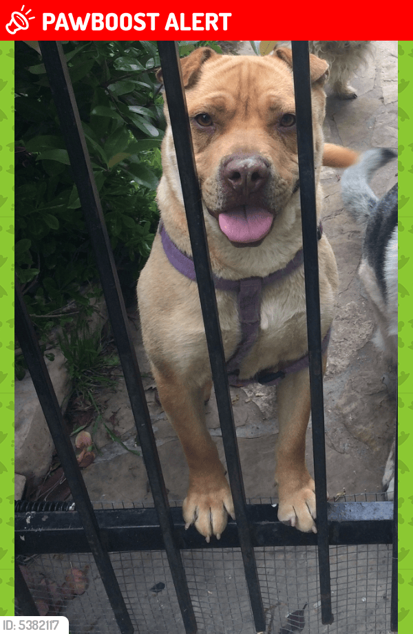 Lost Female Dog in North Richland Hills, TX 76180 Named Goldie (ID