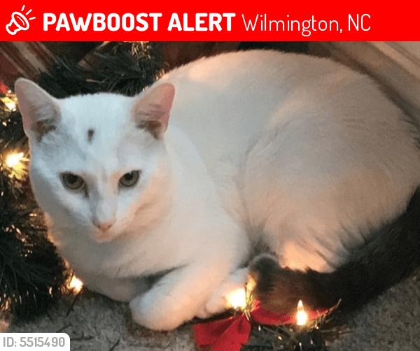 Lost Male Cat in Wilmington, NC 28403 Named Opal (ID 5515490) PawBoost