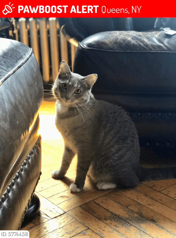 Lost Male Cat in Queens, NY 11385 Named Dixon (ID 5774459) PawBoost