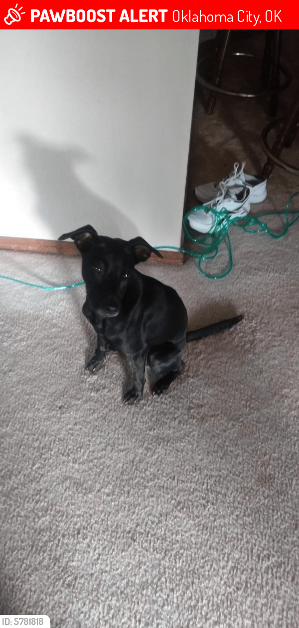 Lost Female Dog in Oklahoma City, OK 73159 Named Ellie (ID 5781818