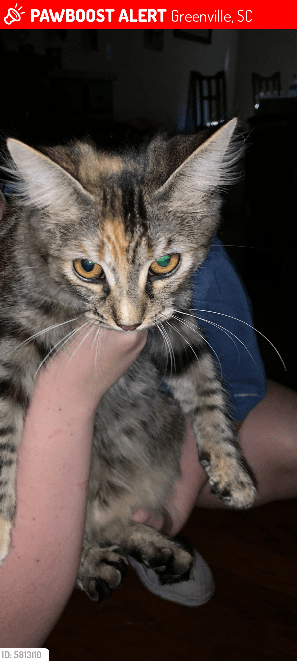 Lost Female Cat in Greenville, SC 29607 Named Ella (ID 5813110) PawBoost
