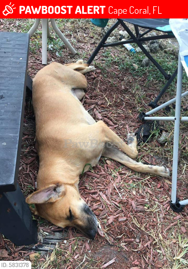 Lost Female Dog in Cape Coral, FL 33991 Named Kirah (ID 5831378