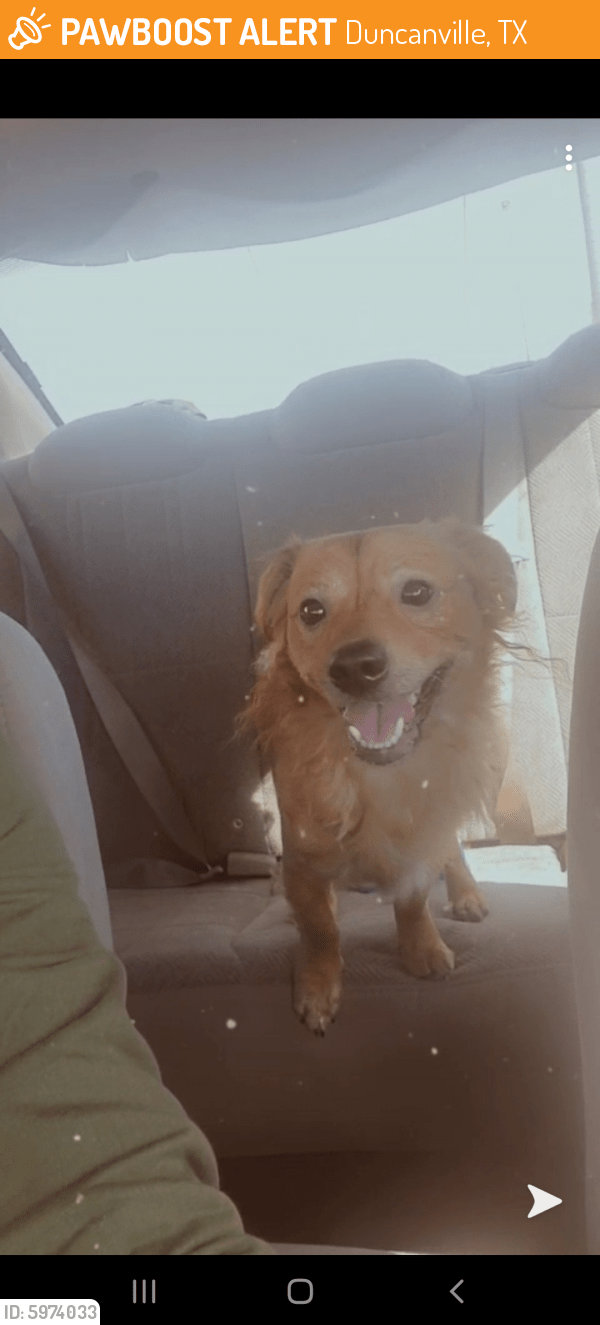 Found/Stray Male Dog in Duncanville, TX 75137 (ID 5974033) PawBoost