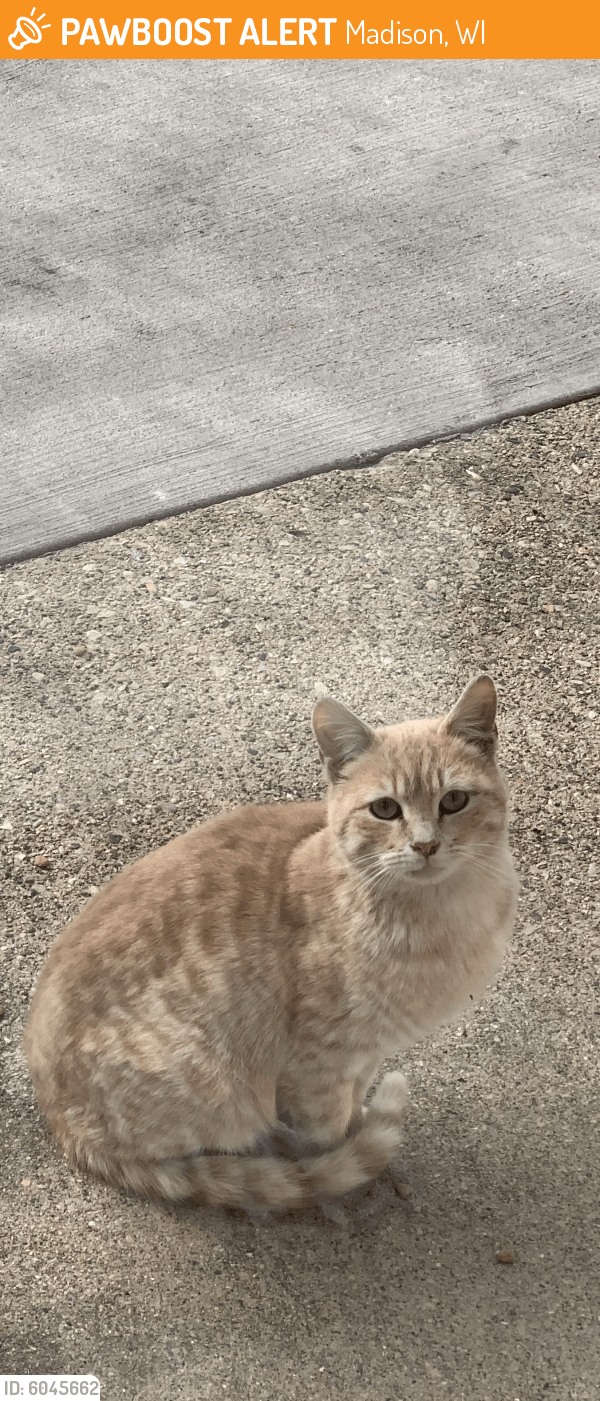 Found/Stray Cat in Madison, WI 53704 (ID 6045662) PawBoost