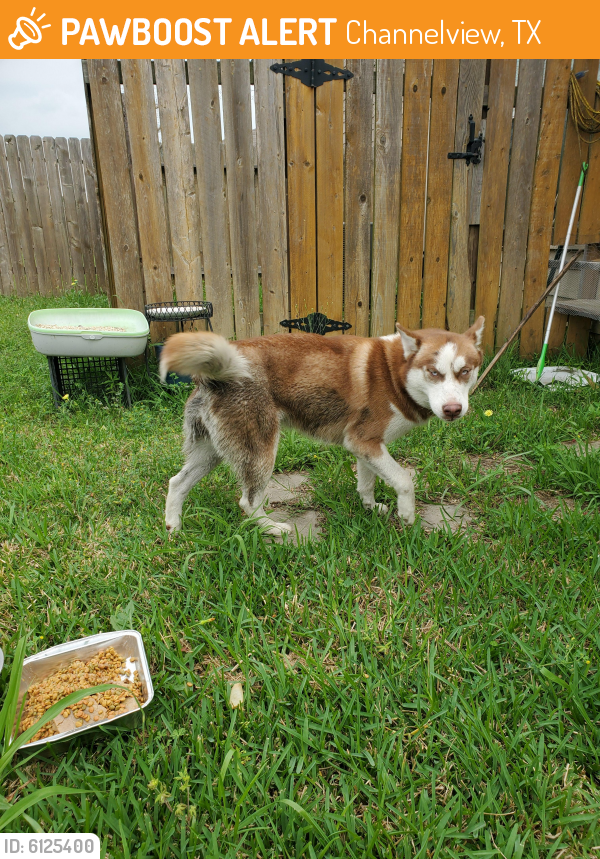 Found/Stray Dog in Channelview, TX 77530 (ID 6125400) PawBoost