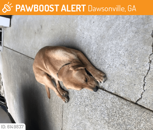 Dawsonville, GA Stray Male Dog Found Near Gold Creek Neighborhood