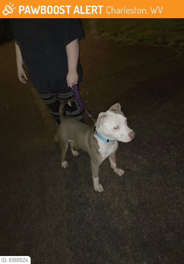Charleston, WV Stray Male Dog Found Near Price street PawBoost