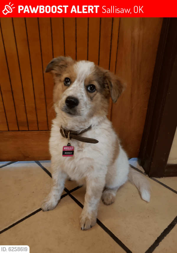 Sallisaw, OK Lost Female Dog, Rodeo Is Missing PawBoost