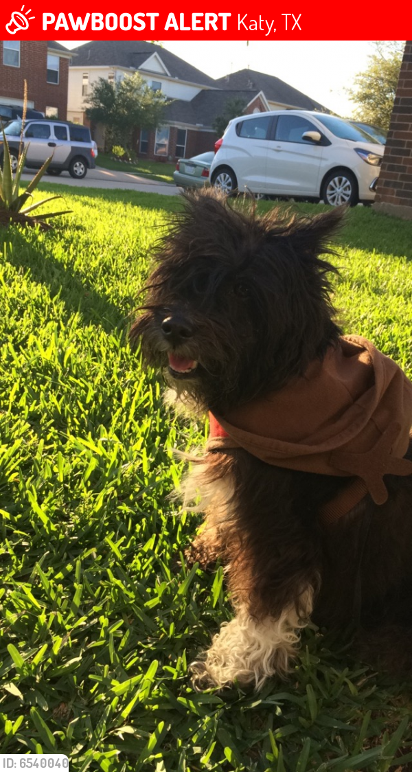 Deceased Female Dog in Katy, TX 77449 (ID 6540040) PawBoost