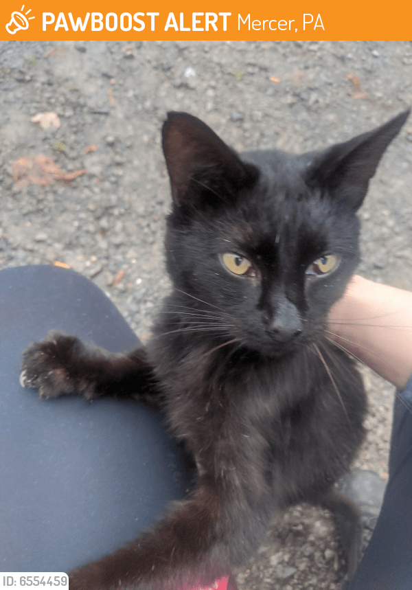 Mercer, PA Stray Cat Found Near Mustang Bar PawBoost